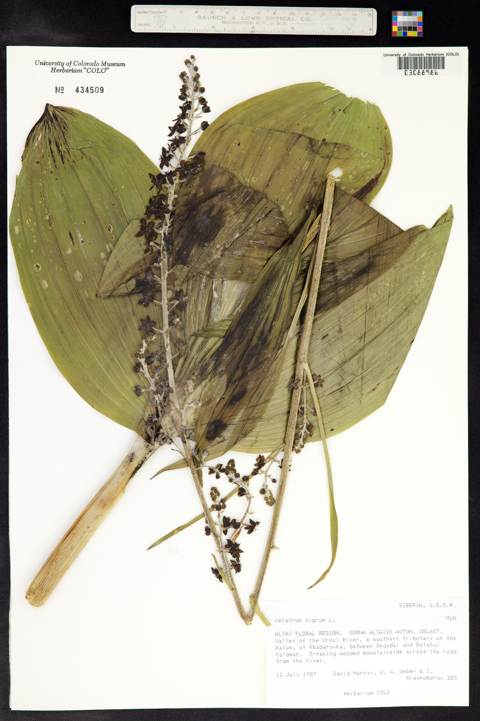 Veratrum nigrum image