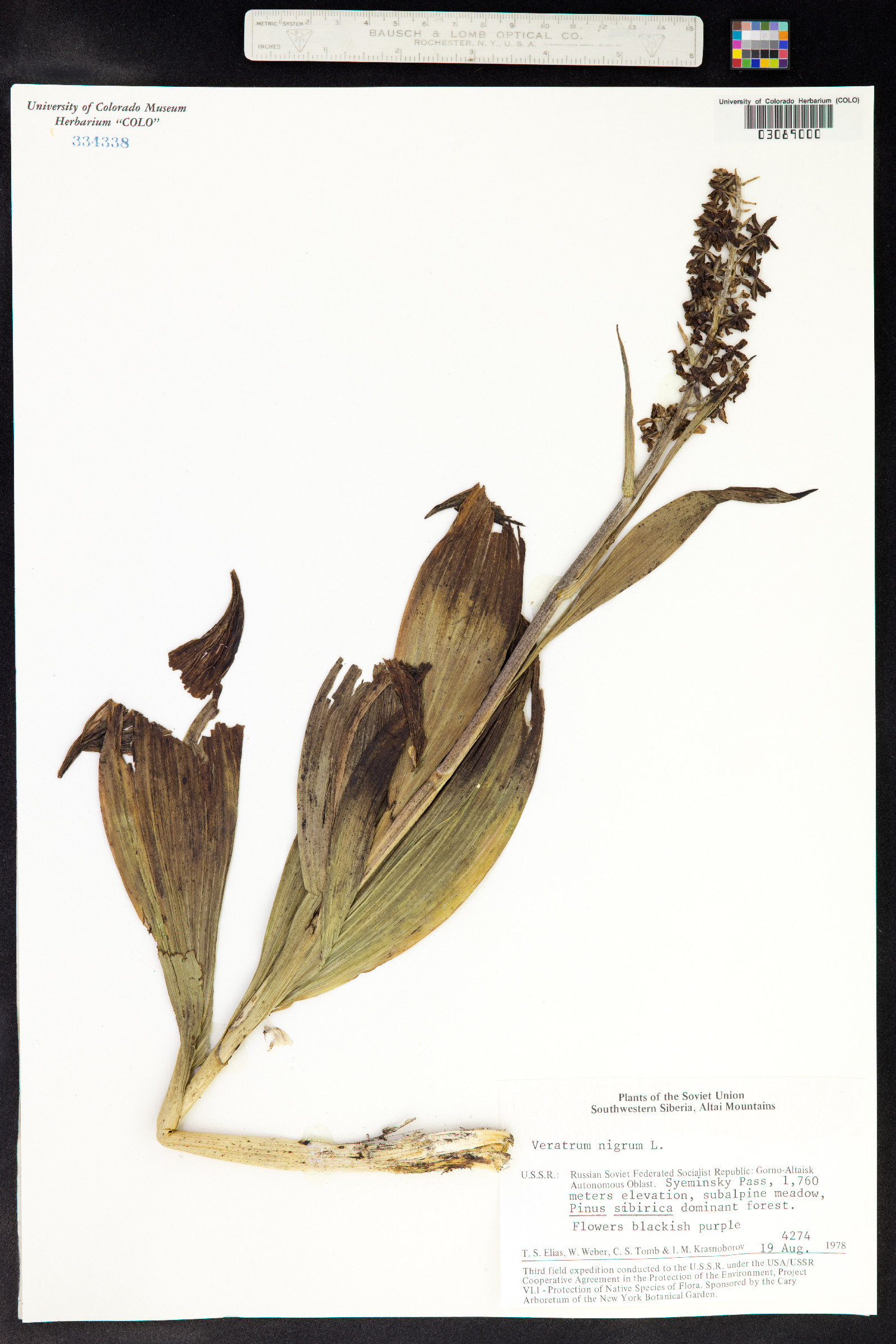 Veratrum nigrum image