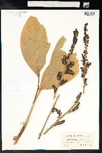 Veratrum nigrum image