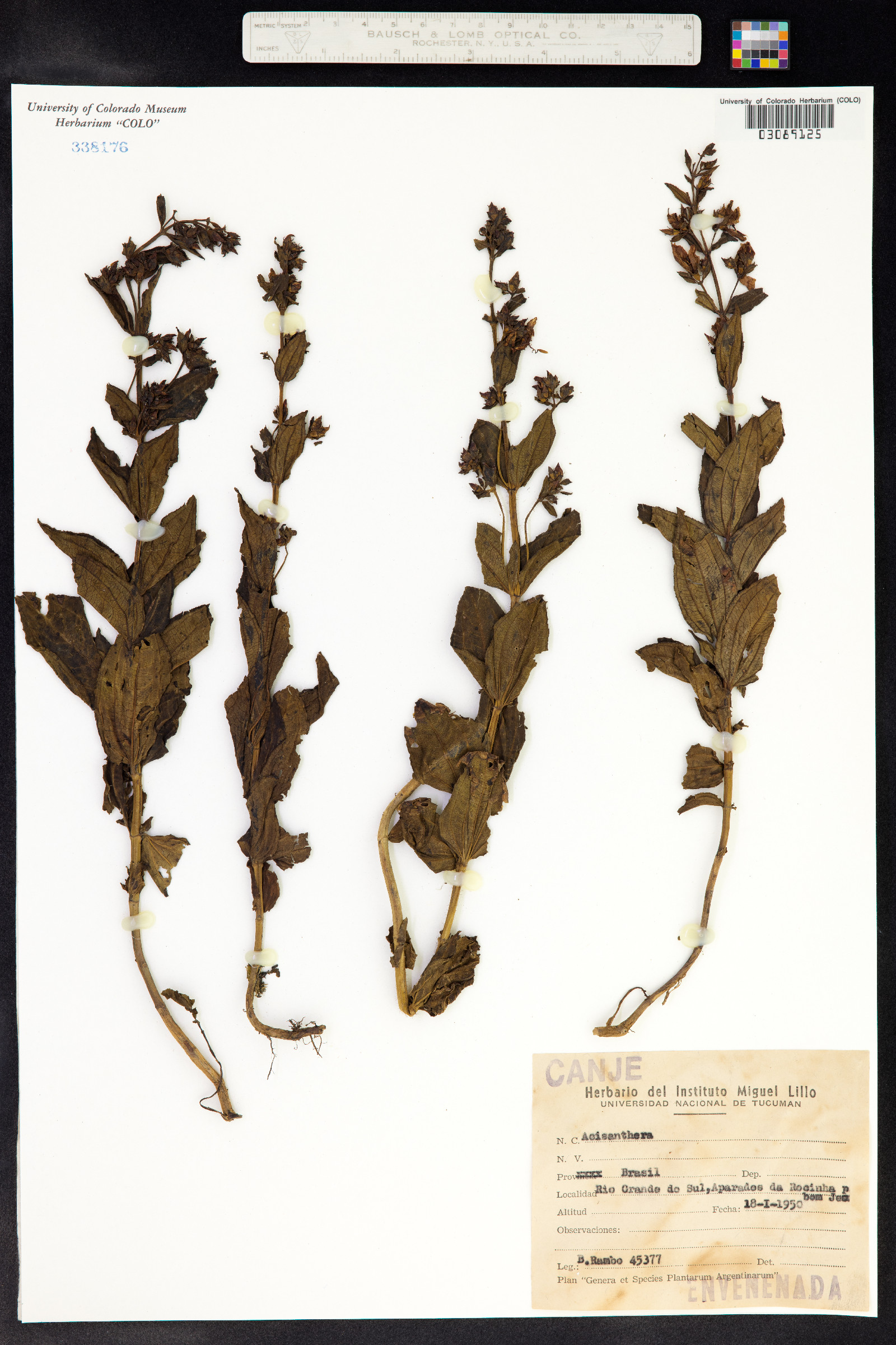 Acisanthera image