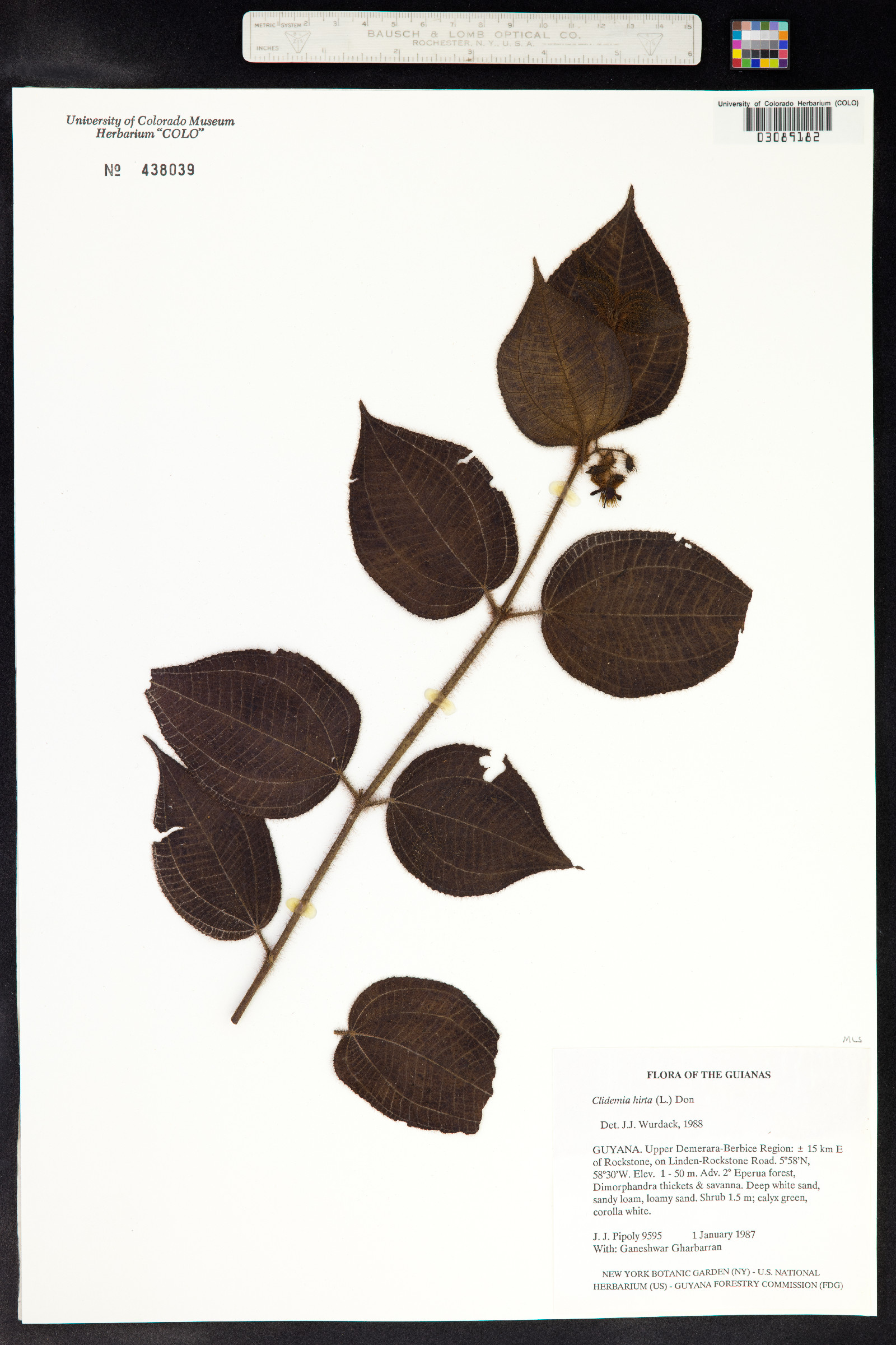 Clidemia hirta image