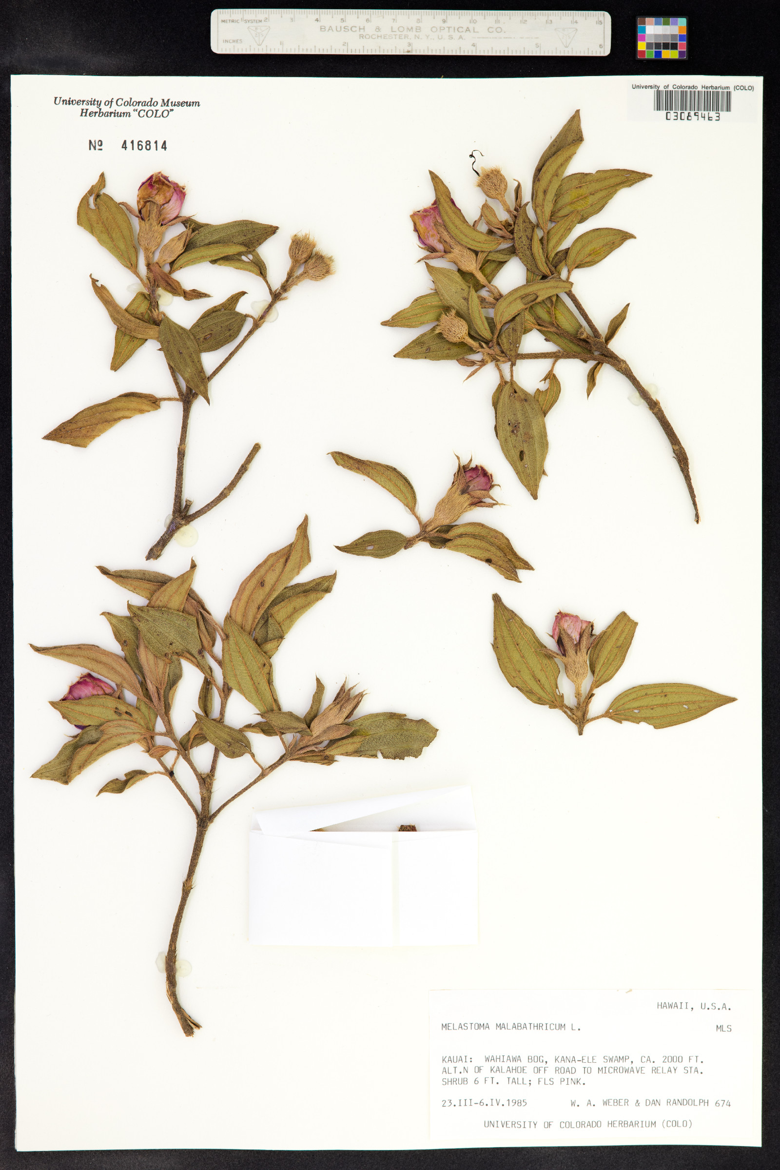 Melastoma malabathricum image