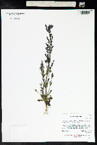 Gentianella amarella ssp. acuta image