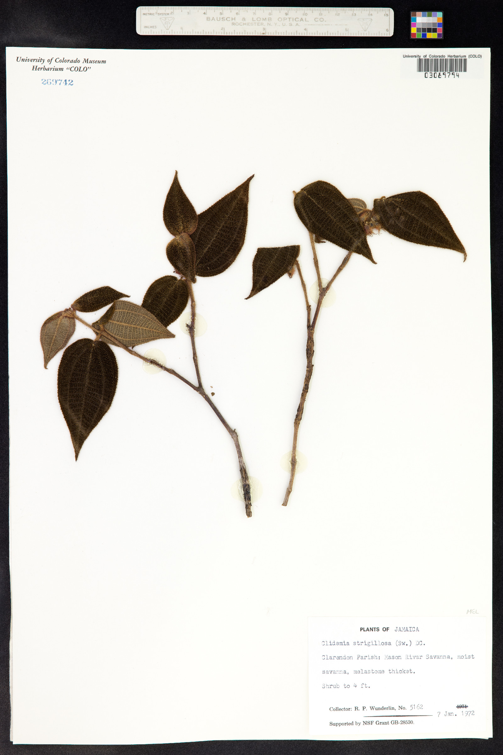 Clidemia strigillosa image