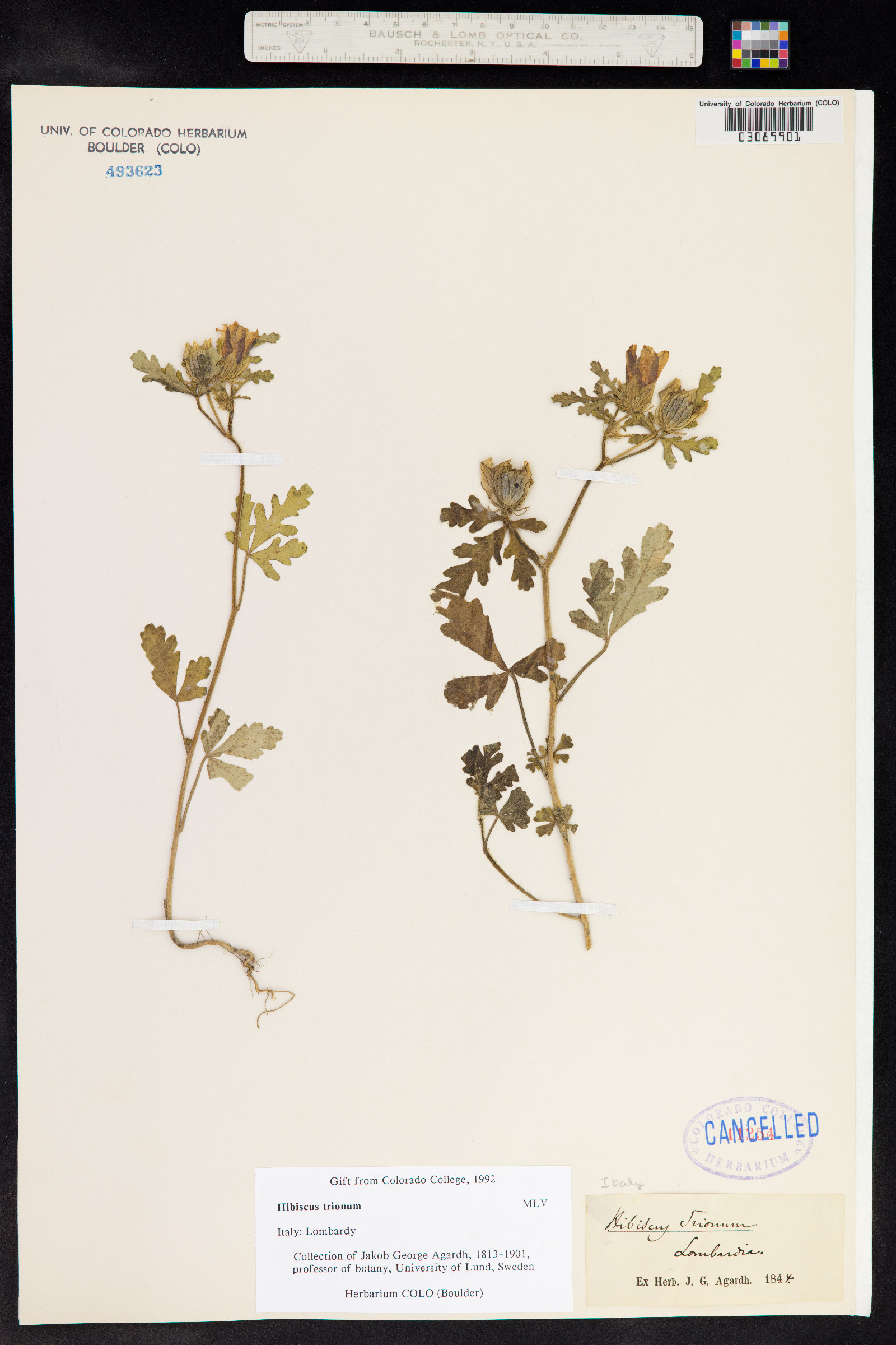 Hibiscus trionum image