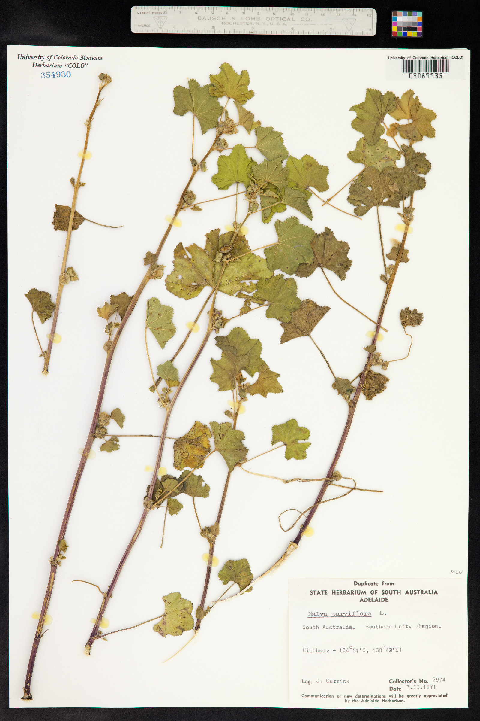 Malva parviflora image