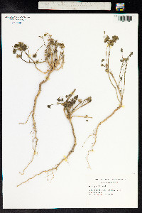 Malva parviflora image