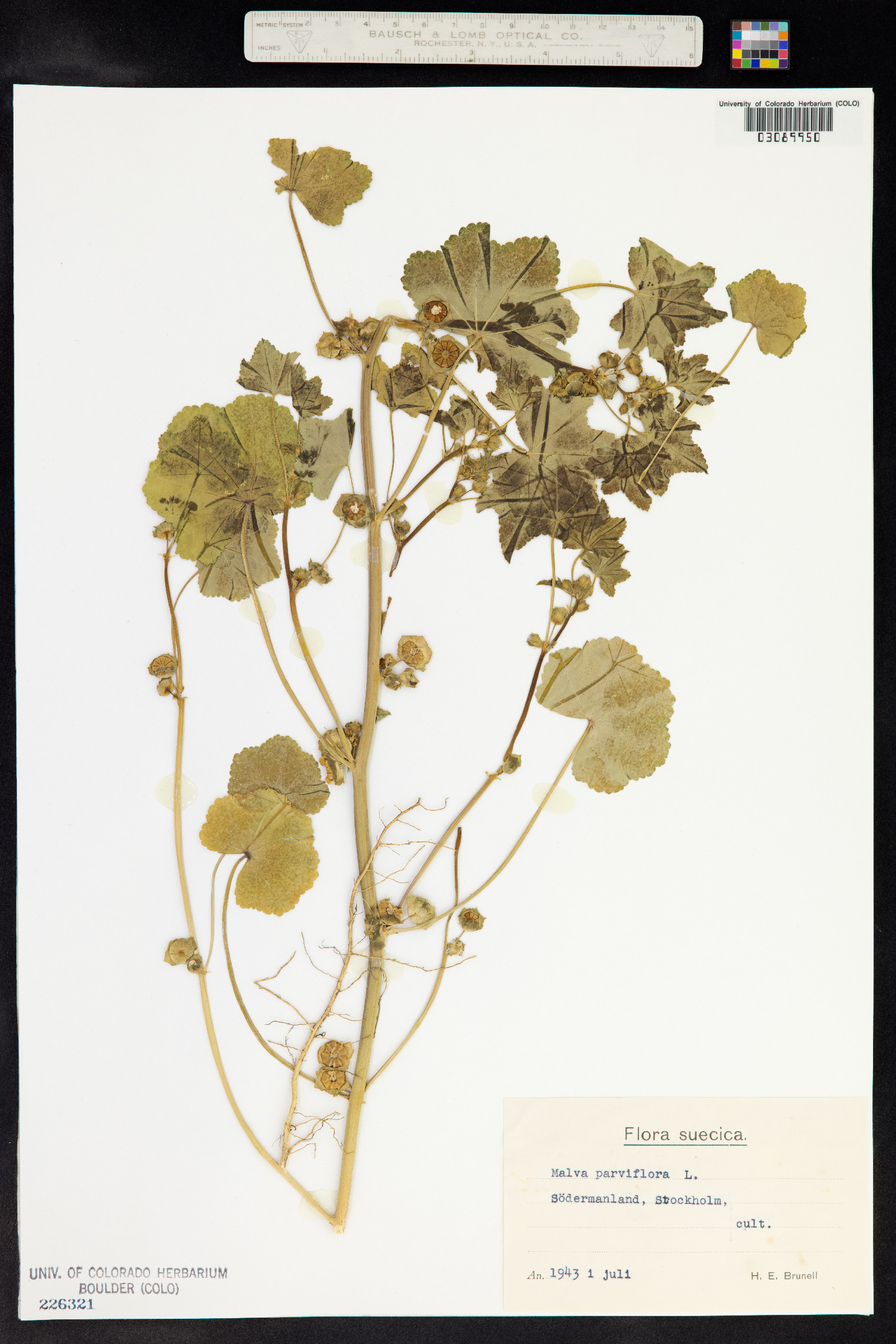 Malva parviflora image