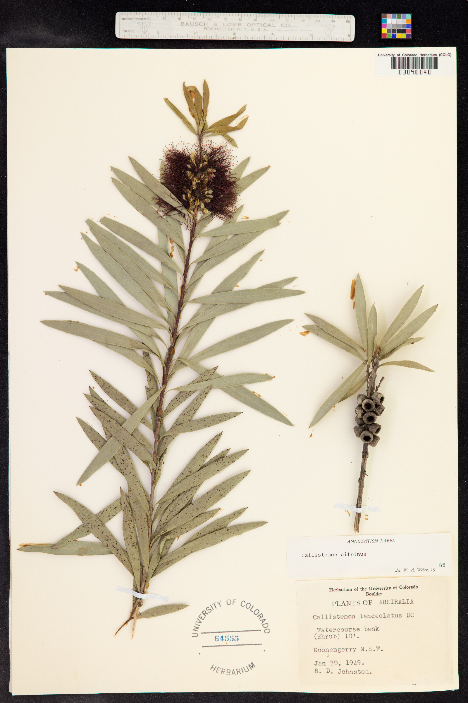 Callistemon citrinus image