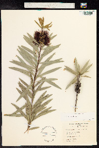 Callistemon citrinus image