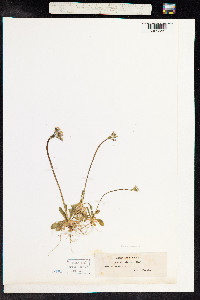 Primula stricta image