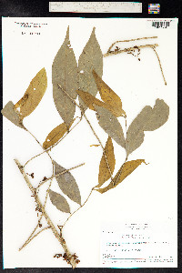 Image of Guarea guidonia