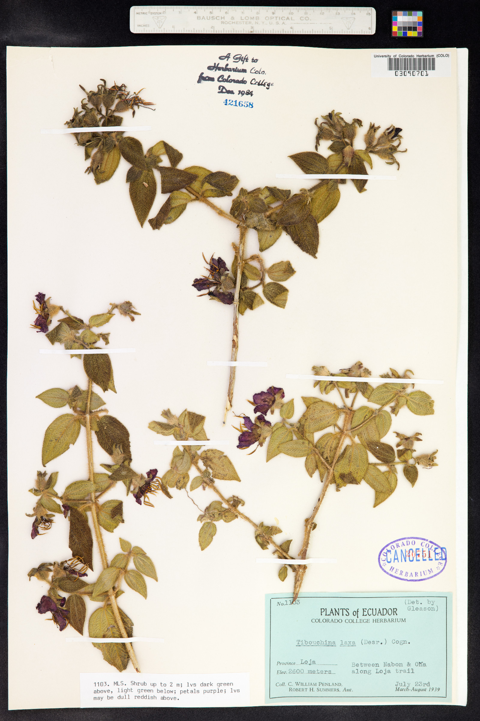 Tibouchina laxa image