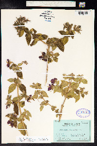 Image of Tibouchina laxa