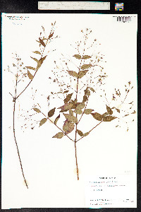 Image of Nepsera aquatica