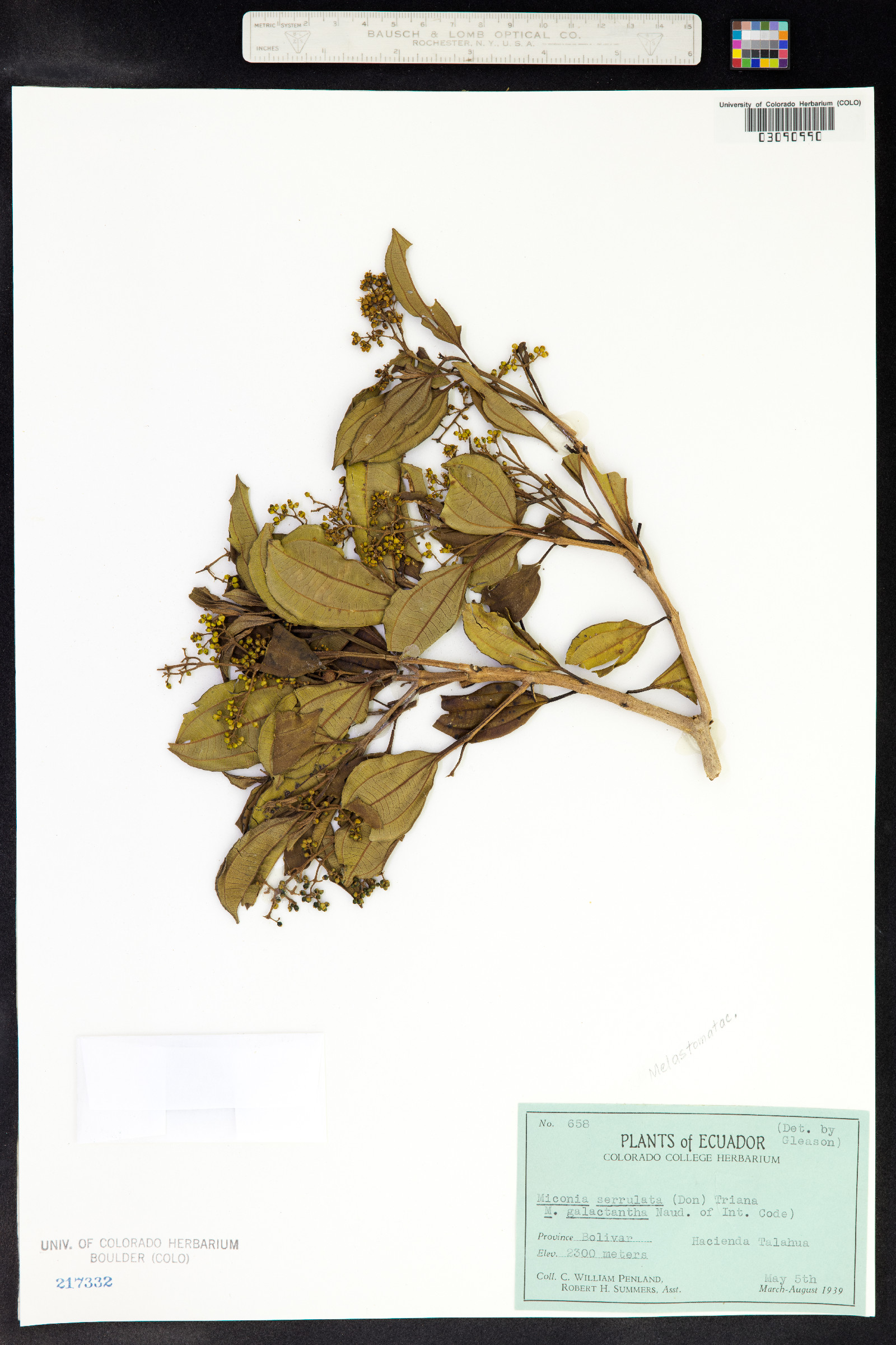 Miconia image