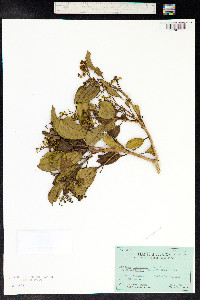 Miconia serrulata image