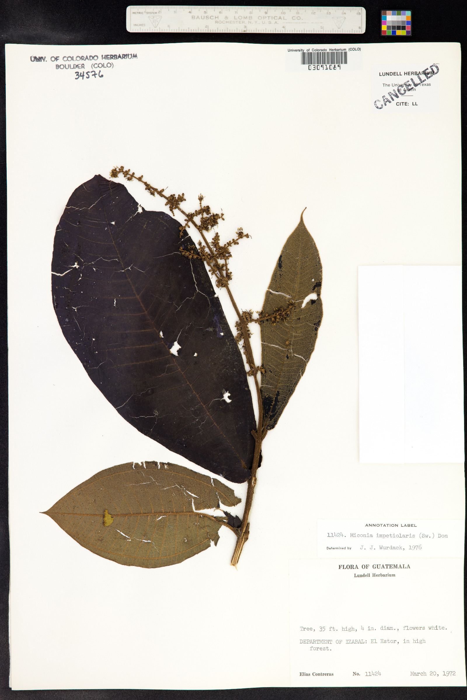 Miconia impetiolaris image