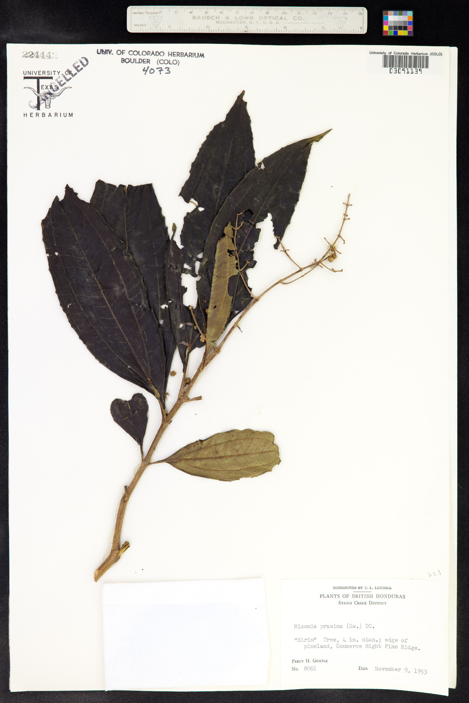 Miconia prasina image