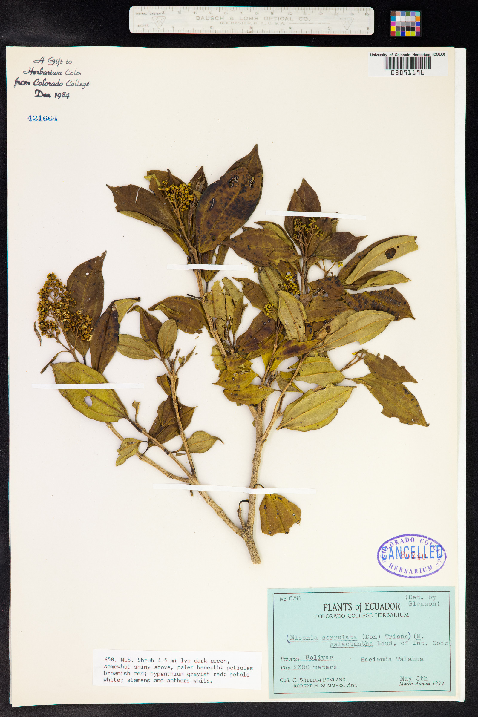 Miconia serrulata image