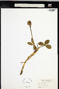 Menyanthes trifoliata image