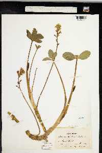 Menyanthes trifoliata image