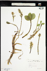 Menyanthes trifoliata image