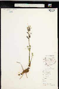 Menyanthes trifoliata image