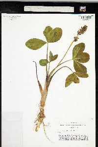 Menyanthes trifoliata image