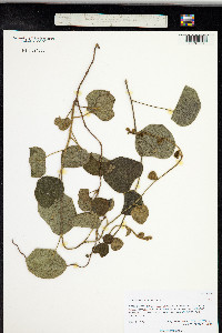 Cissampelos pareira image