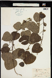 Cissampelos pareira image