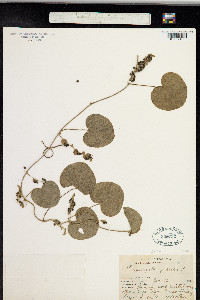 Cissampelos pareira image