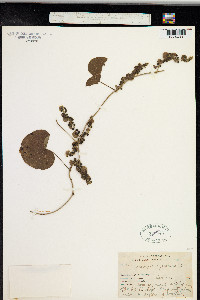 Cissampelos pareira image