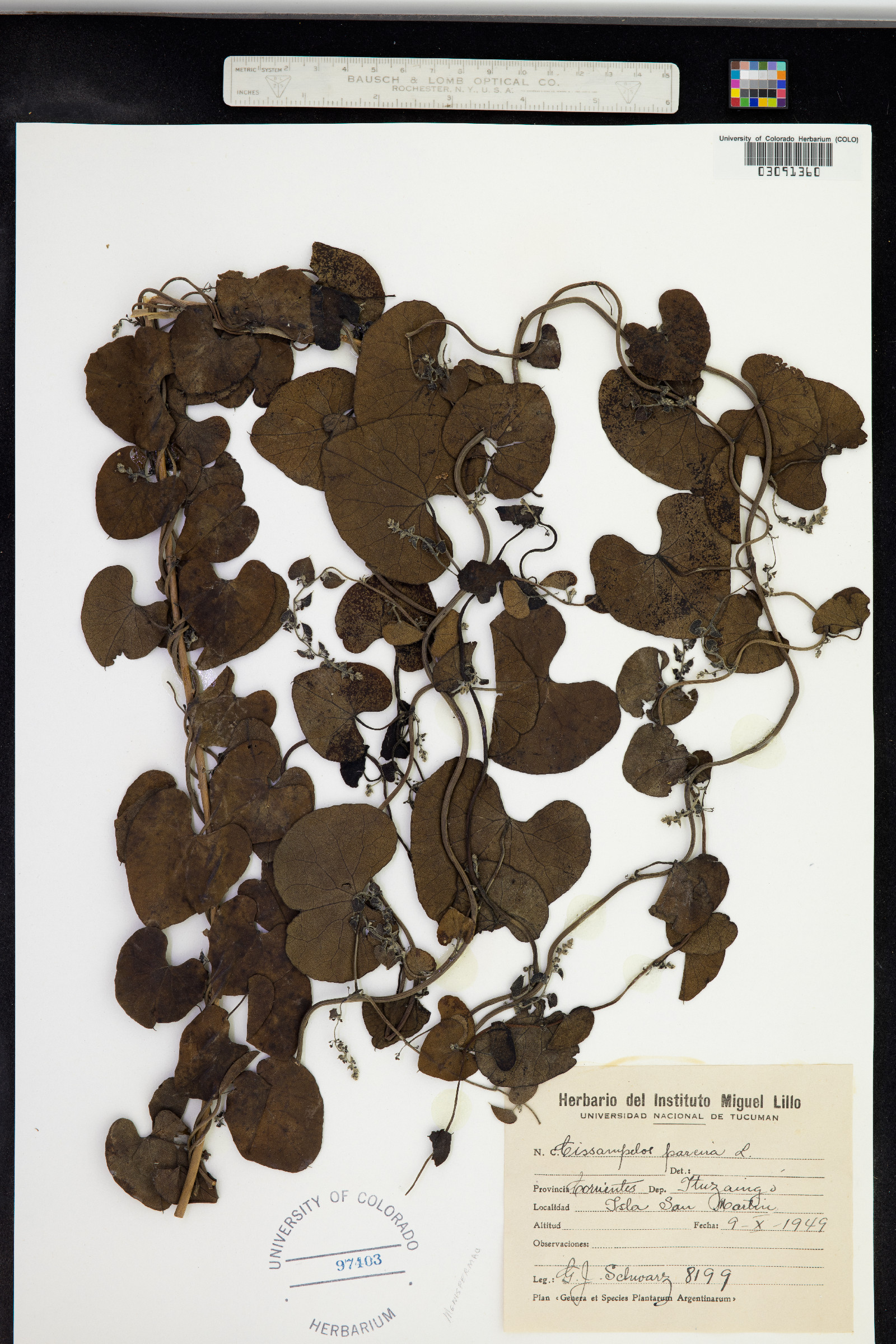 Cissampelos pareira image