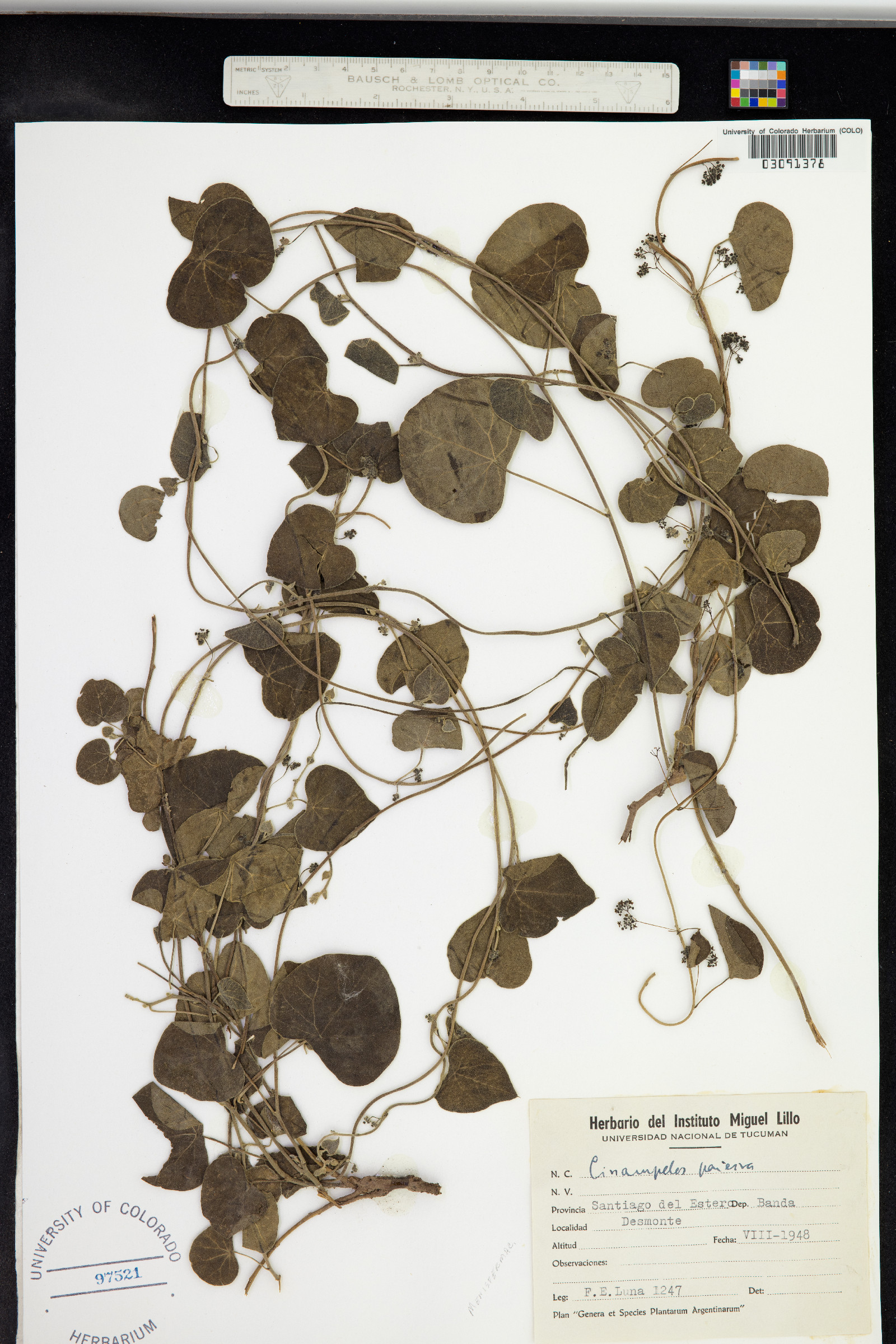 Cissampelos pareira image