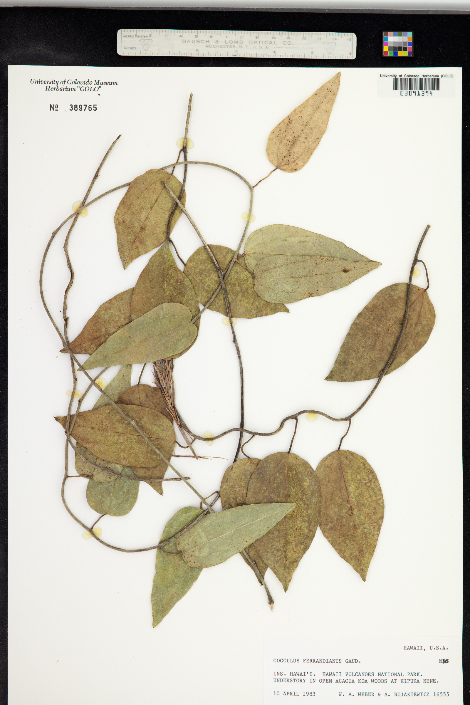 Menispermaceae image