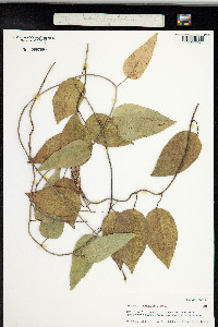 Image of Cocculus orbiculatus