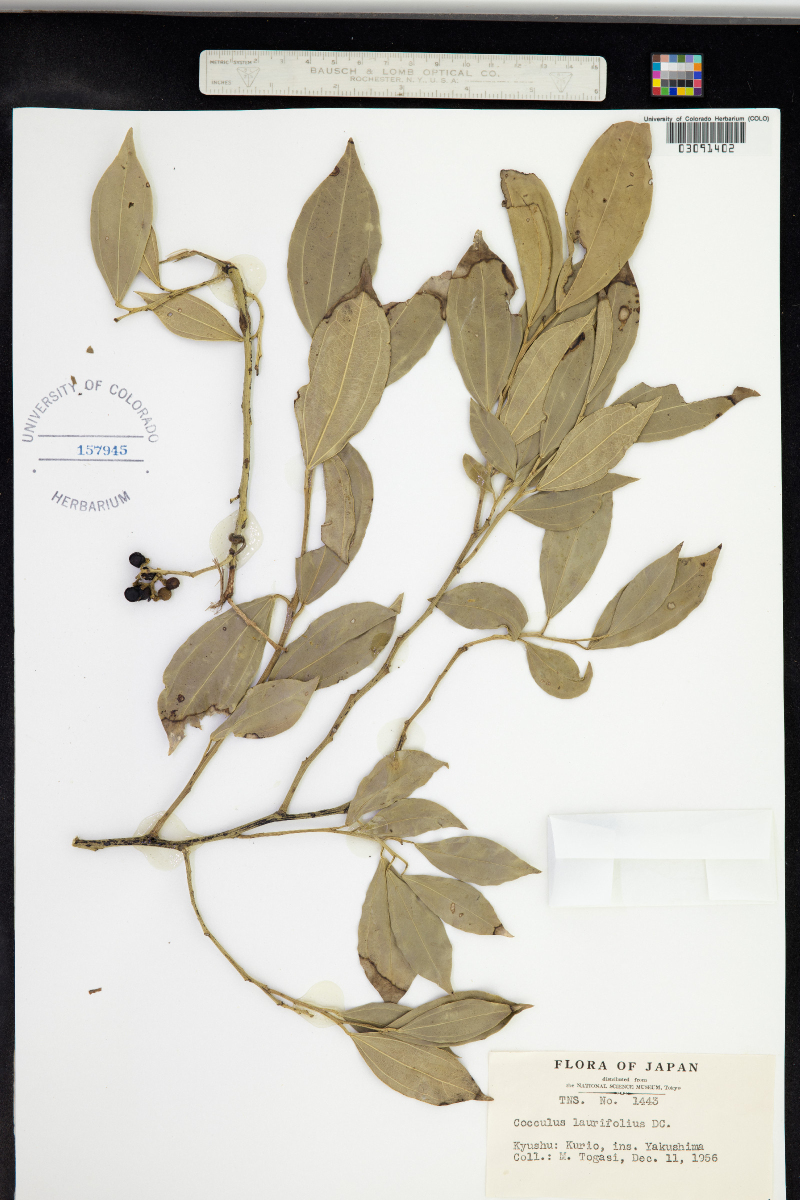 Cocculus laurifolius image