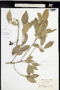 Image of Cocculus laurifolius