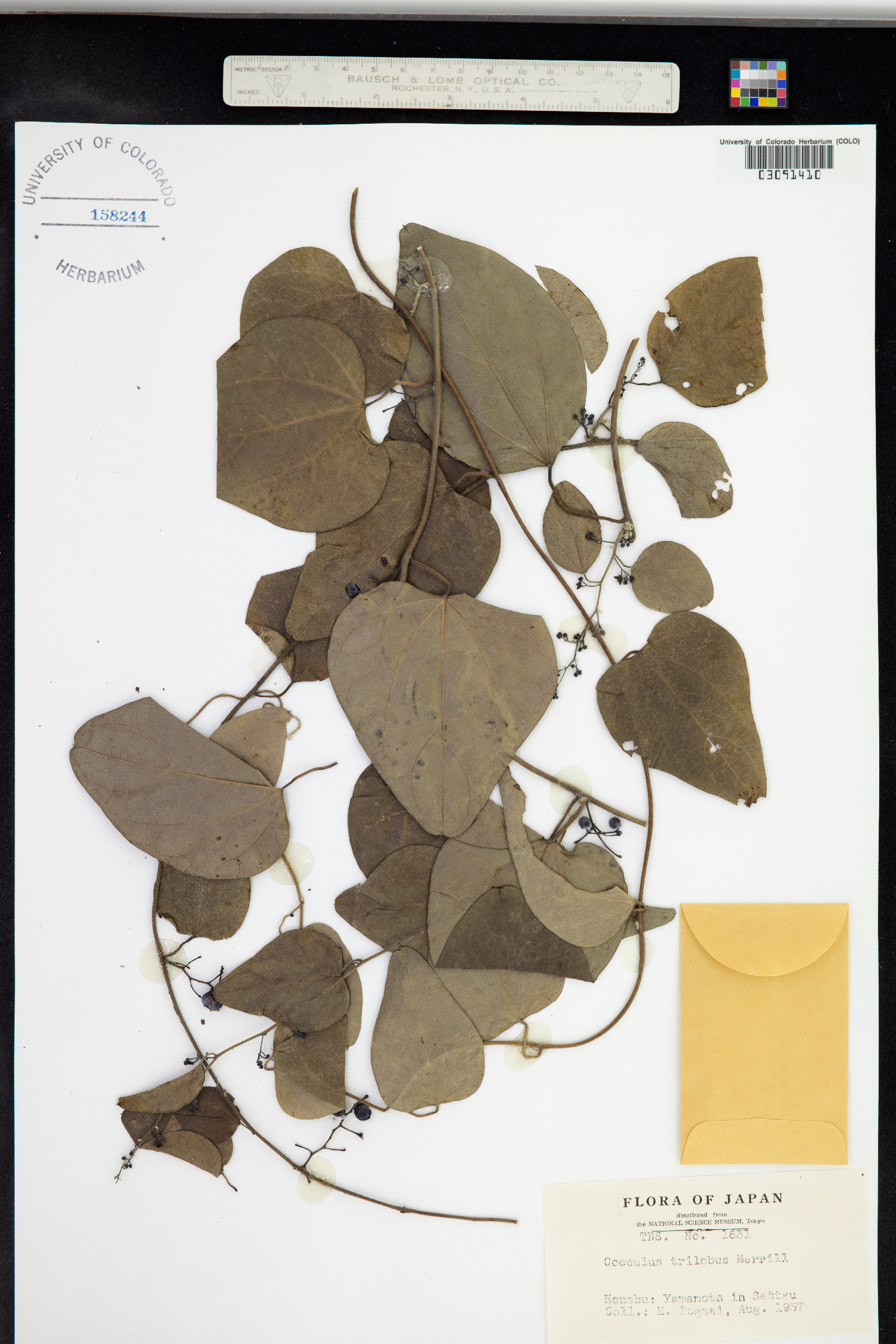 Cocculus orbiculatus image