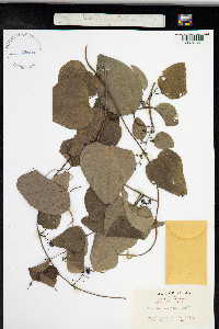 Cocculus orbiculatus image