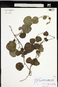 Cissampelos pareira image