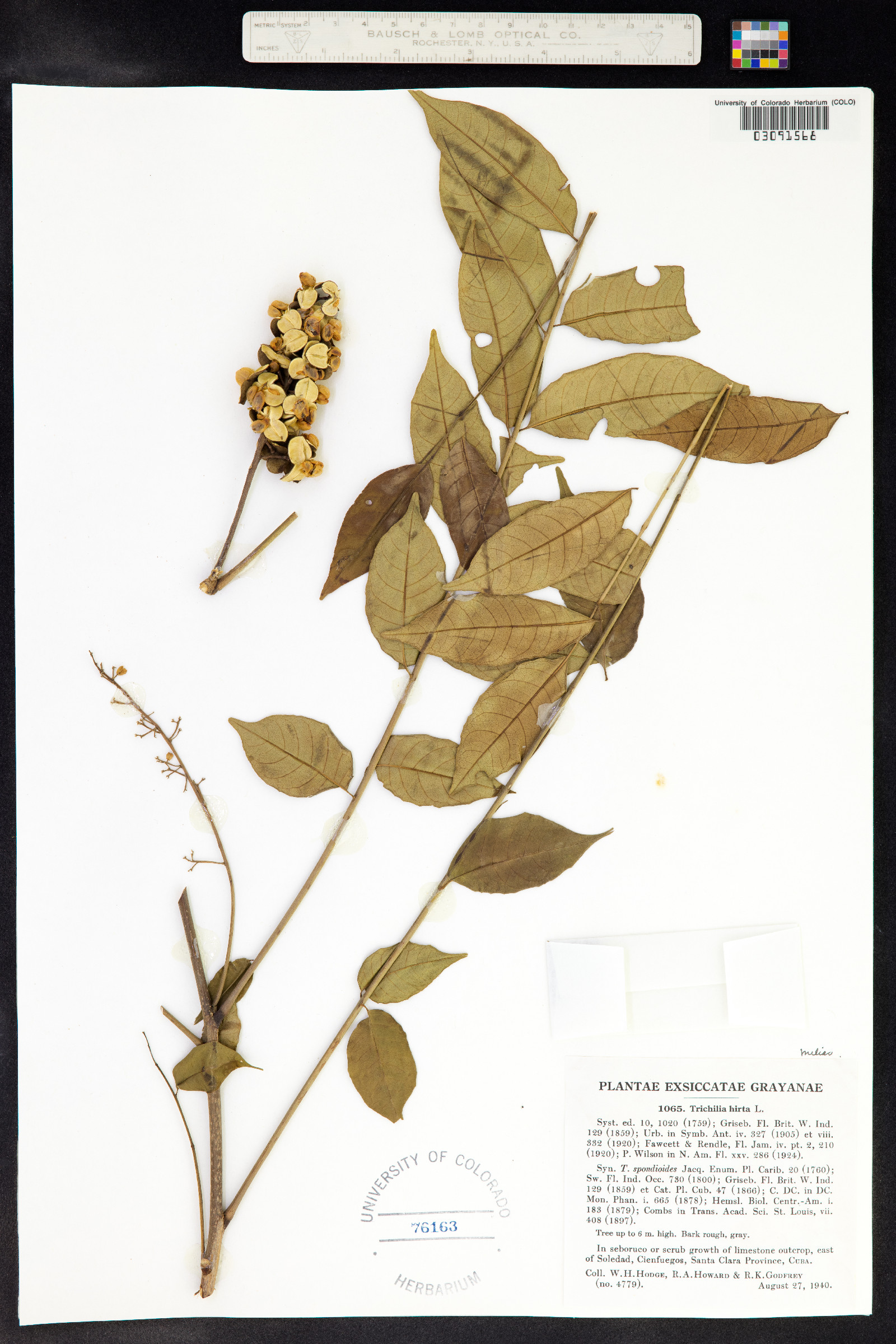 Trichilia hirta image