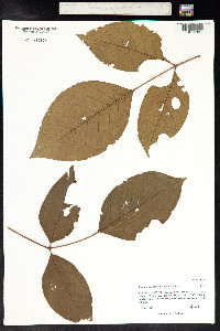 Image of Sandoricum koetjape