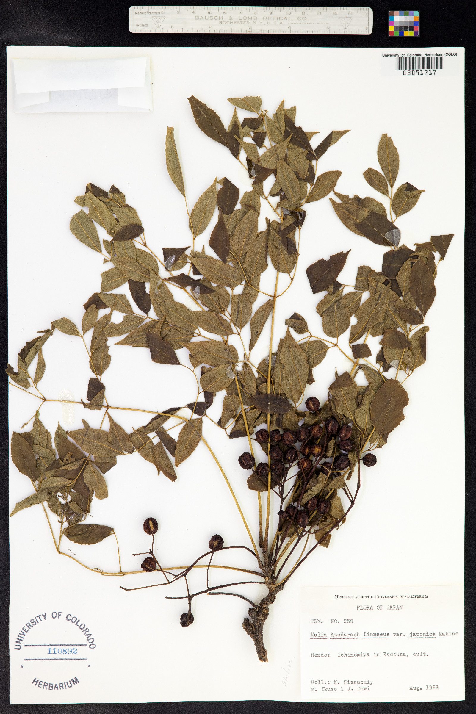 Melia azedarach image