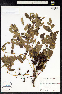 Melia azedarach image