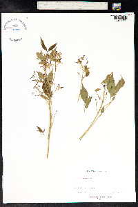 Melia azedarach image