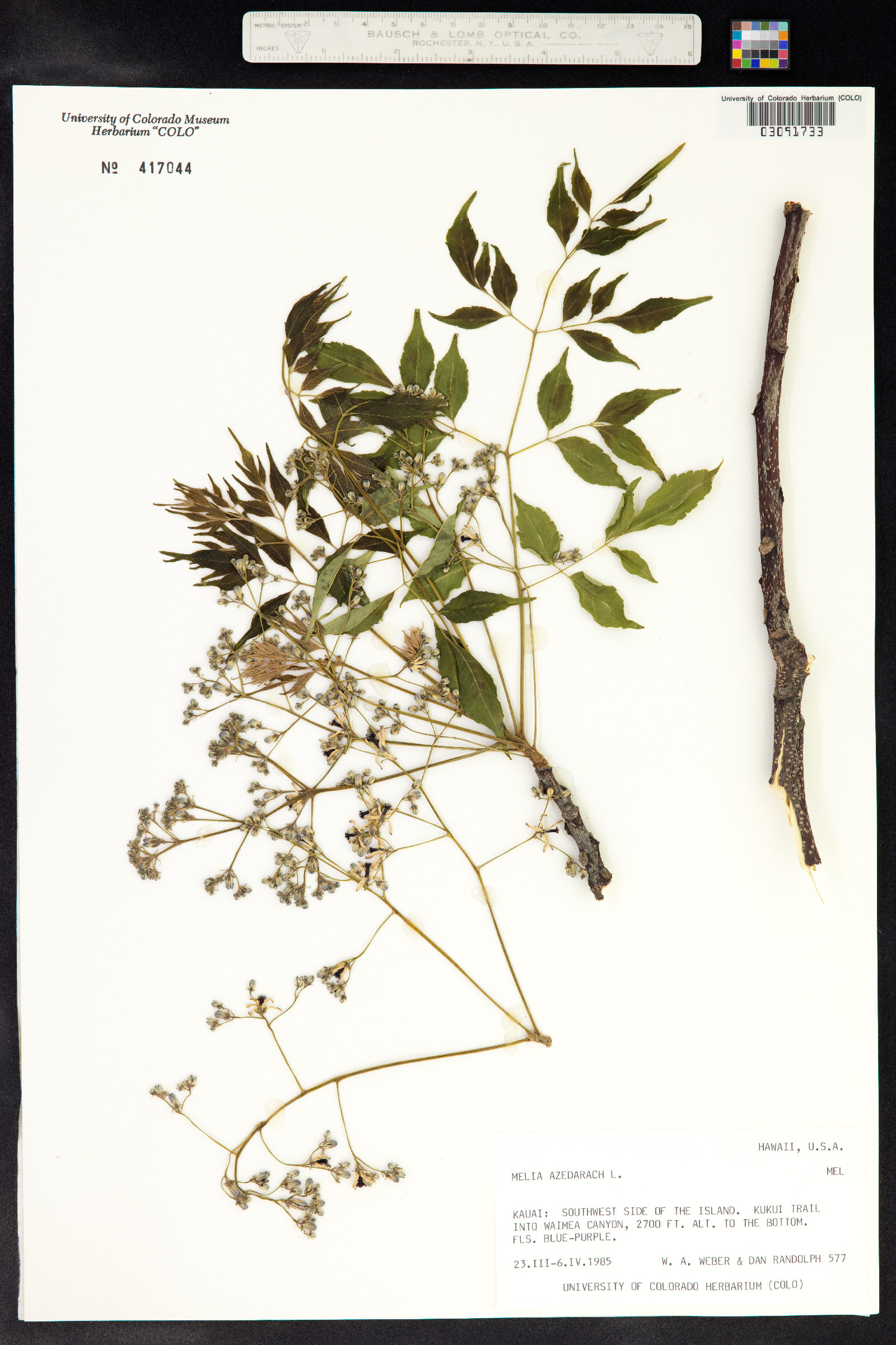 Melia azedarach image