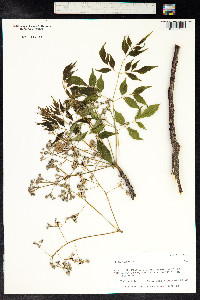 Melia azedarach image