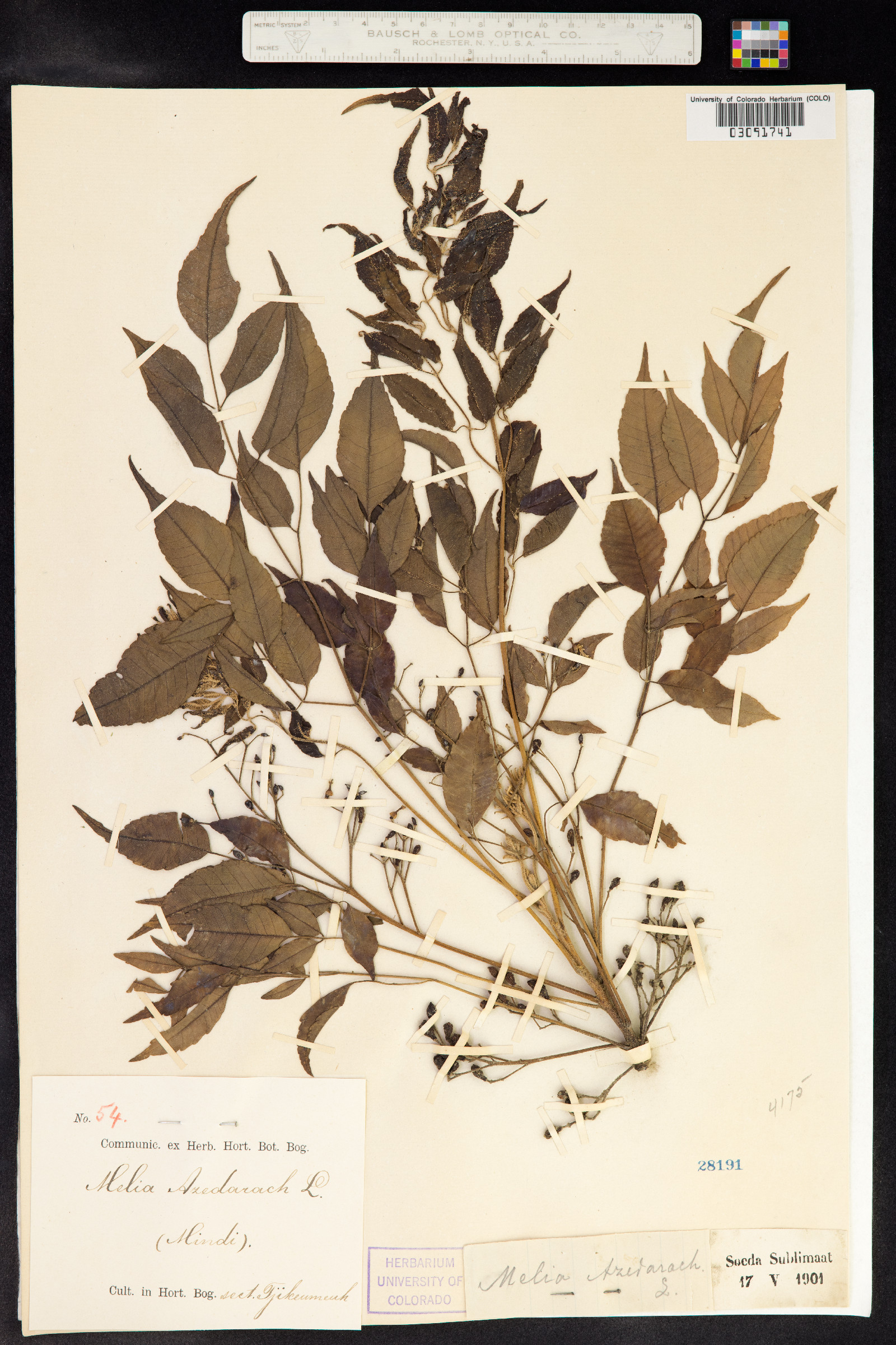 Melia azedarach image